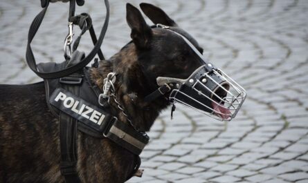 Polizeihund