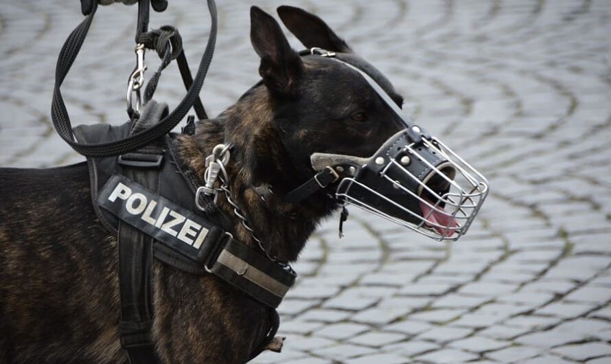 Keine Schutzhunde mehr für Berliner Polizisten